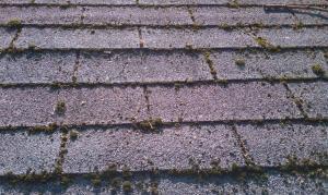 Moss lifting the roof shingles in pg co md. needs a wash