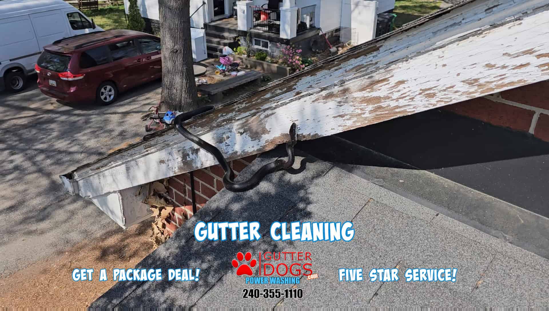 gutter cleaning PG County MD | snake in gutter